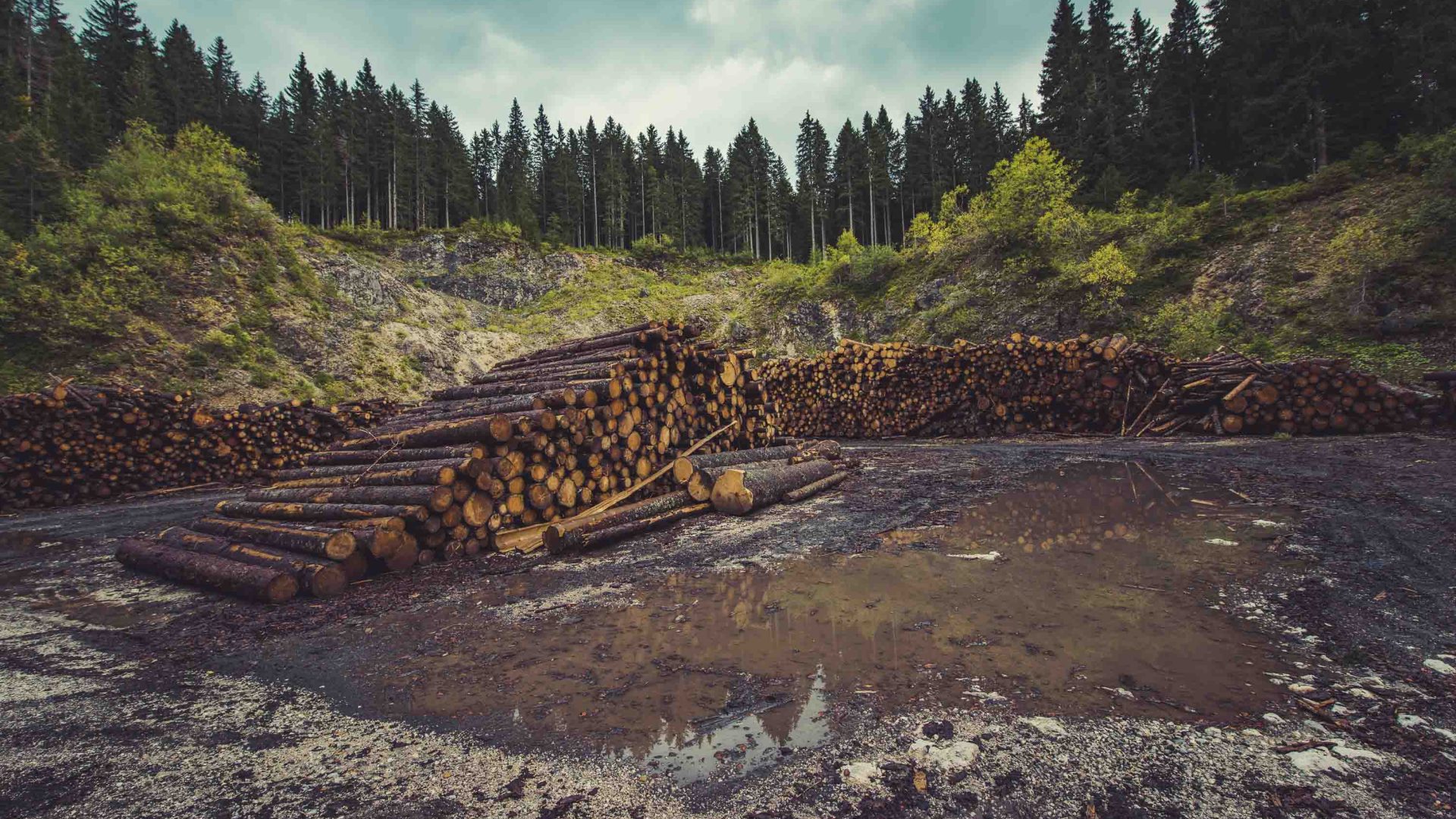 We oversimplify the role of trees. Here’s a reality check on deforestation