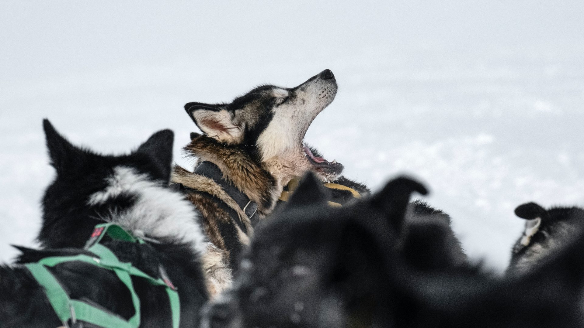 Meet the Indigenous mushers of 2023’s Iditarod Trail Race