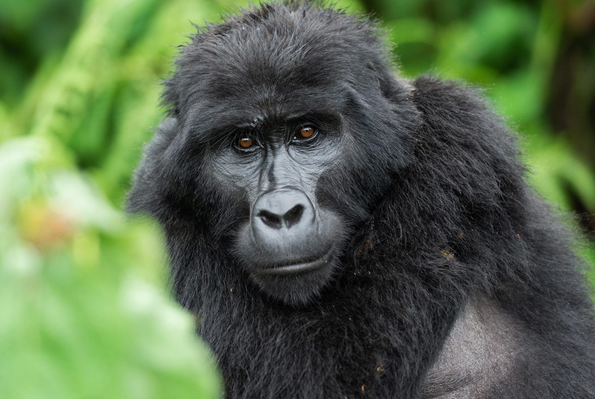 A close-up shot of a mountain gorilla against a green background.