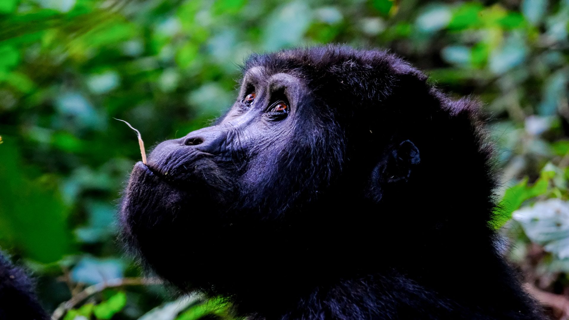 Can you speak ‘Gorilla’? The language lesson that might just save your life