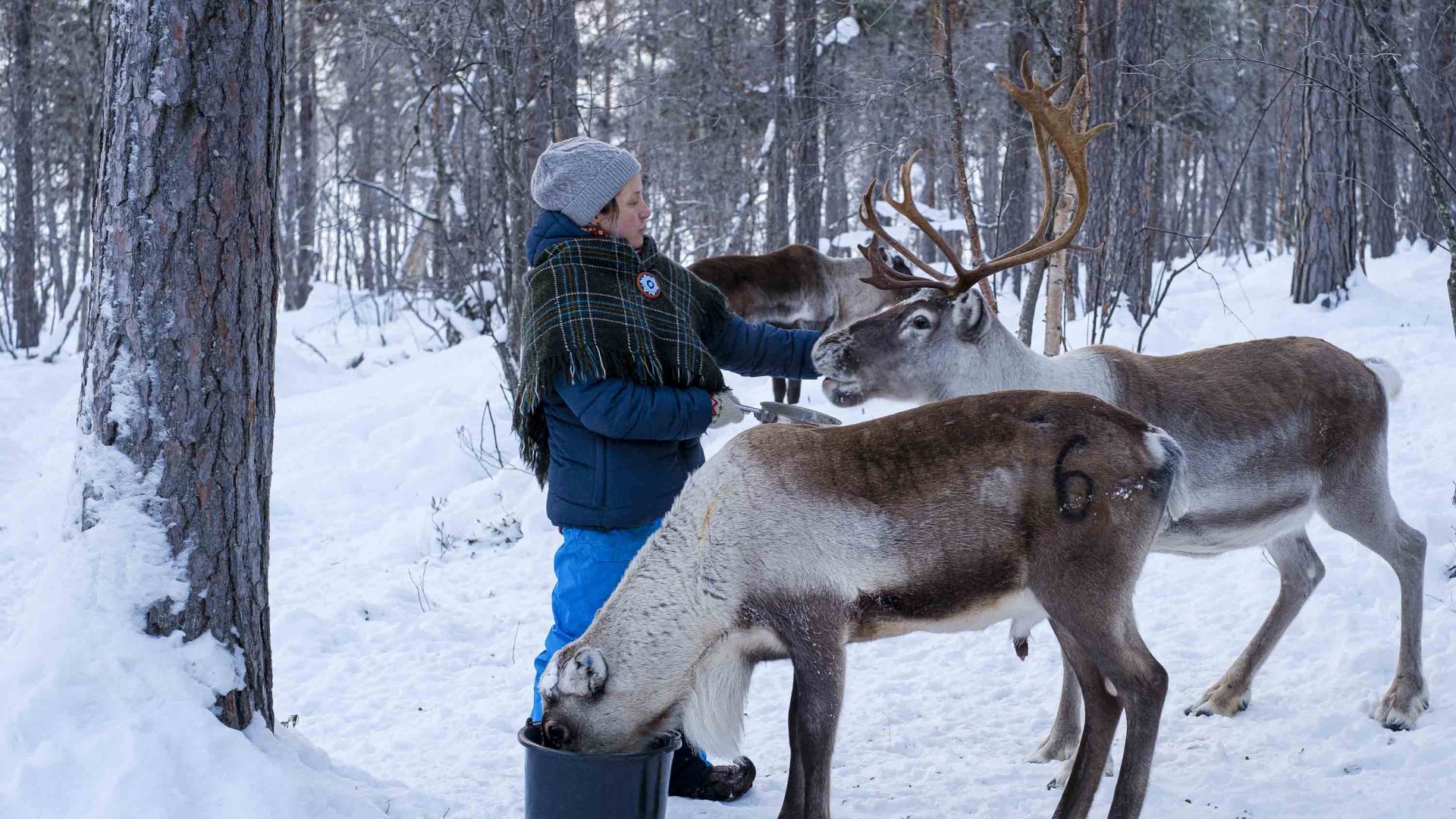 Can new best-practice visitor guidelines better protect Finland’s Sámi culture and heritage?