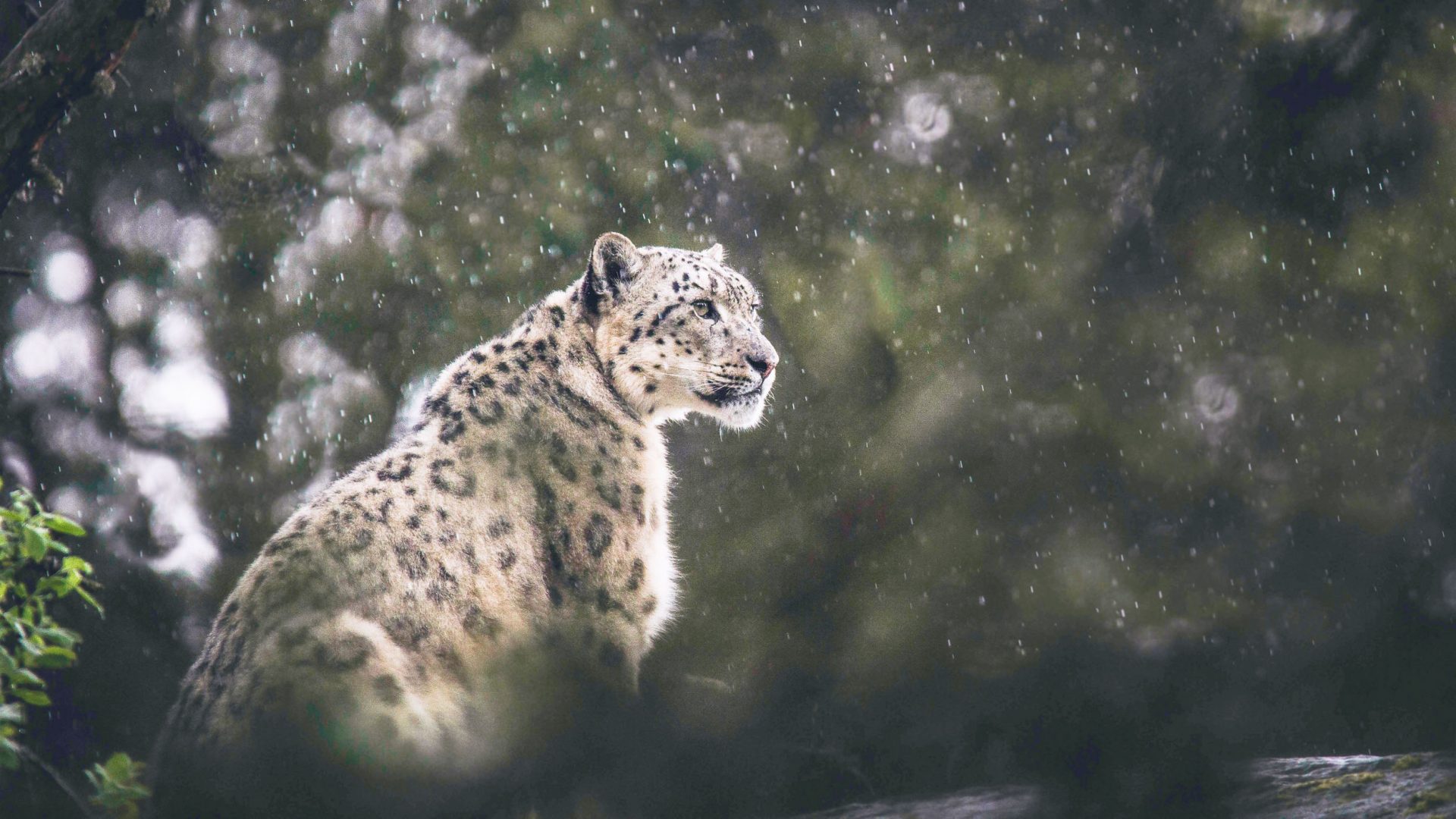 Patience makes perfect:  How (and where) to track a snow leopard