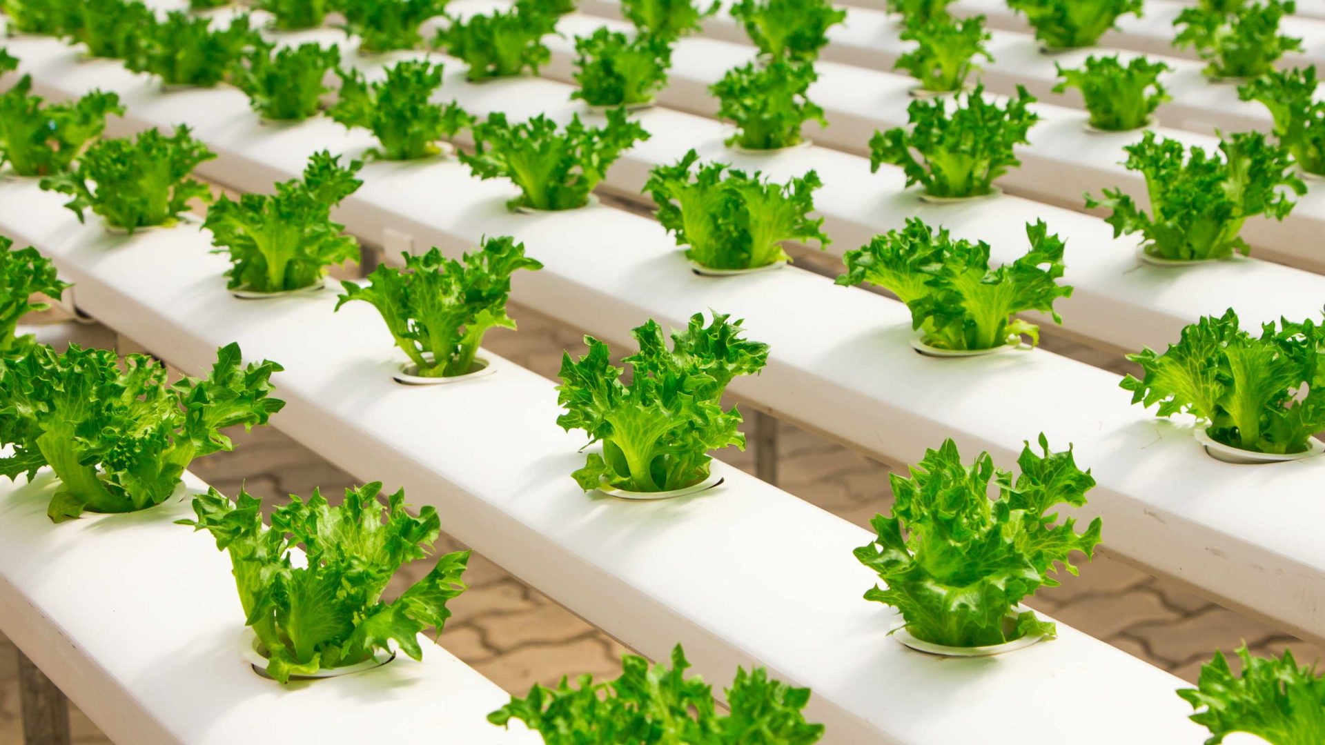 Rows of lettuce growing in hydroponic conditions.