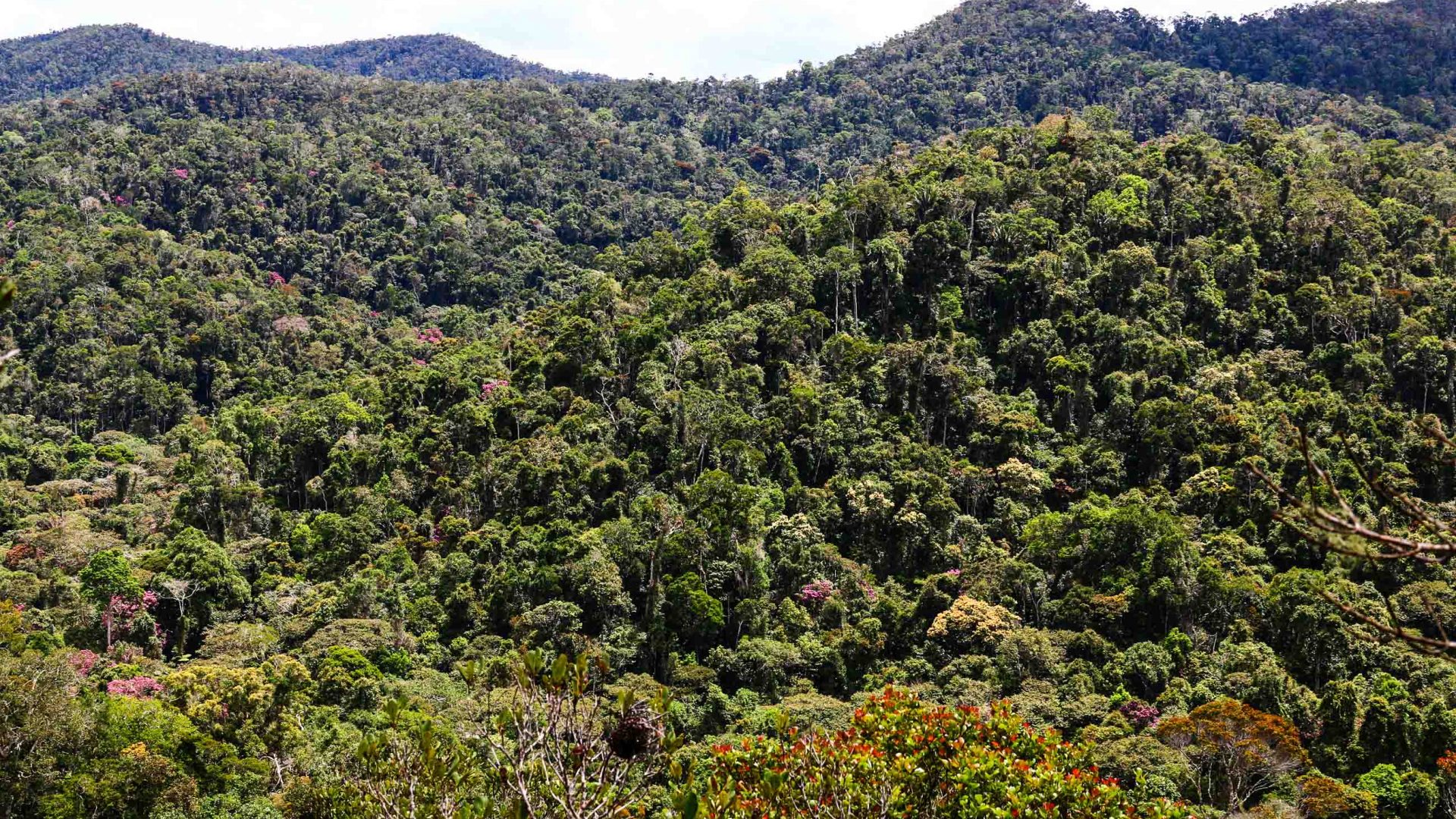 No rainforest=no lemurs: The scientists fighting for Madagascar’s biodiversity
