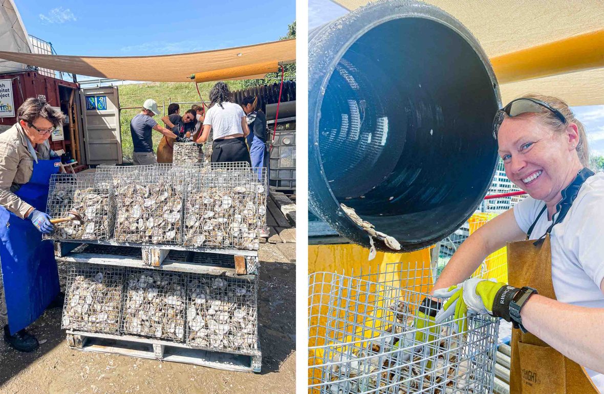Left: A volunteer packs triangle baskets of Oysters. Right: A volunteer cleans oysters.