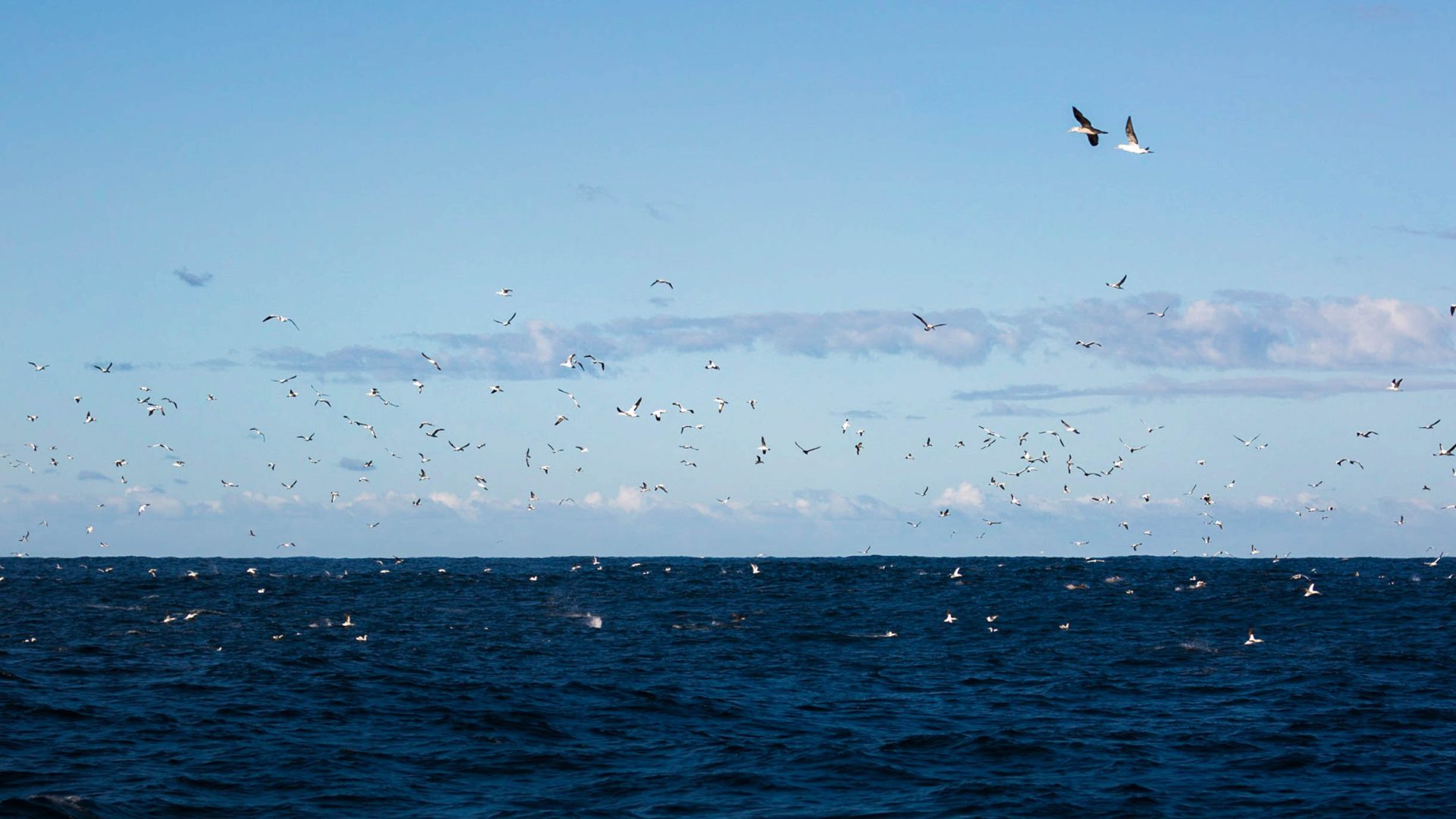 Birds fly above the sea where sardines swim.