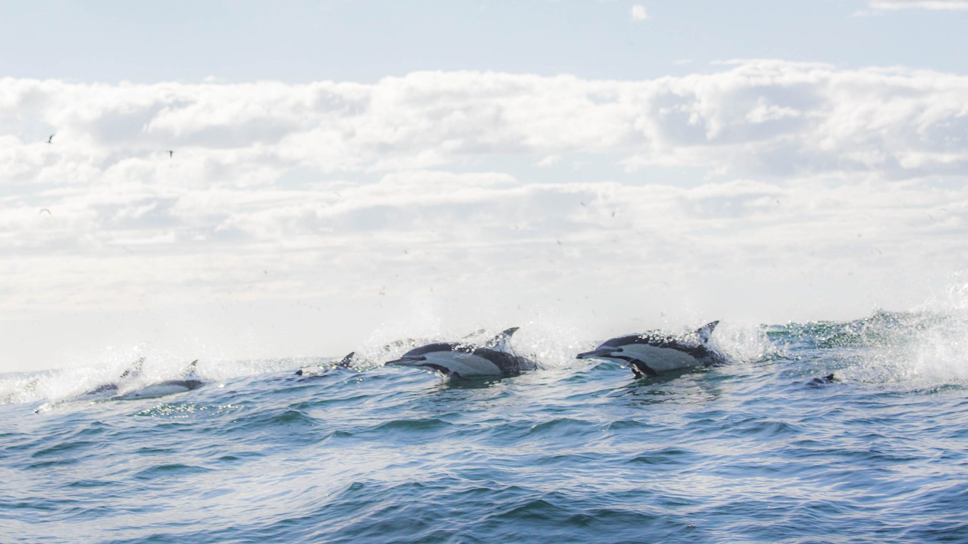 Dolphins jump out of the water where the sardines are.