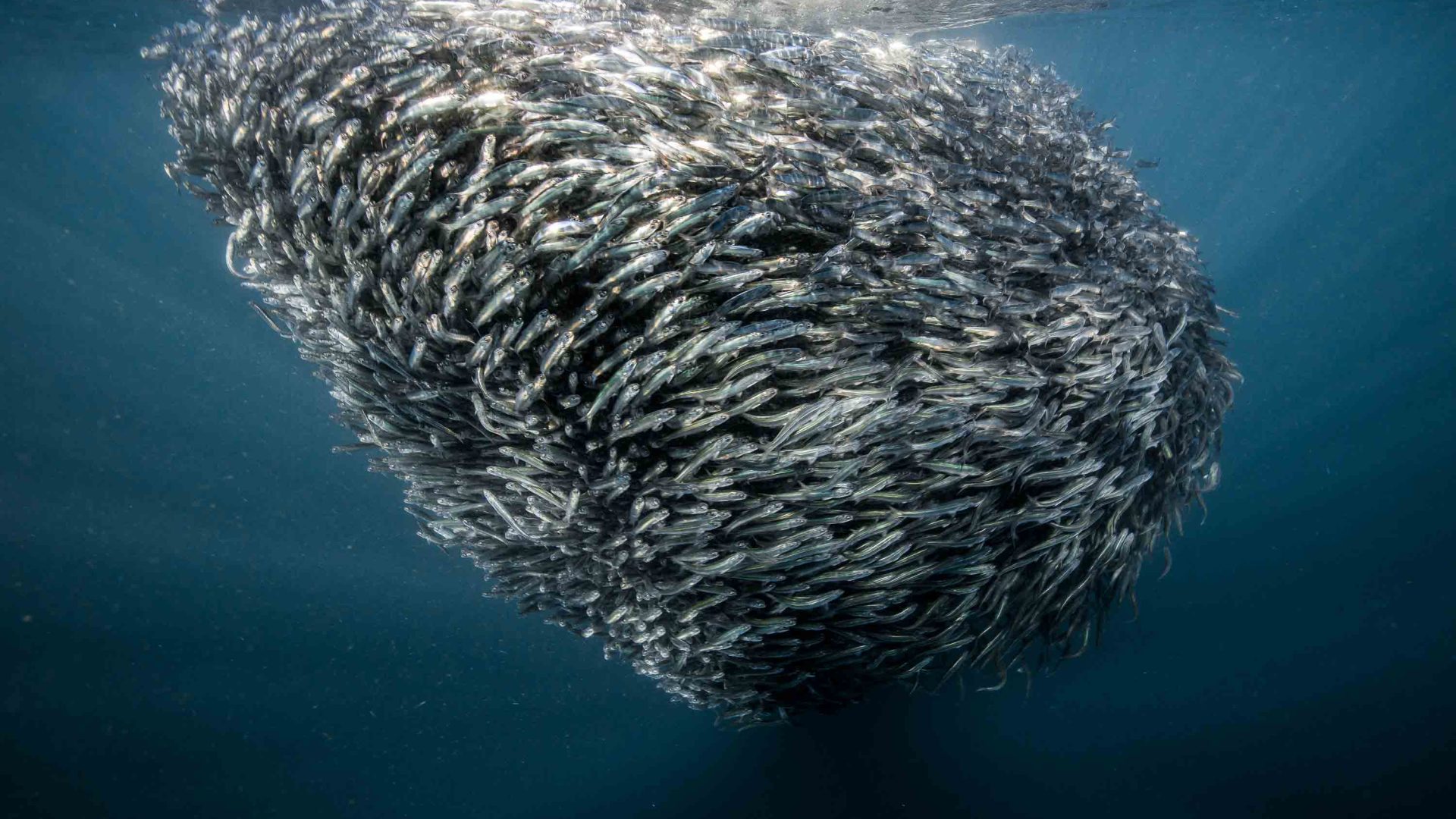 A school of circling sardines.