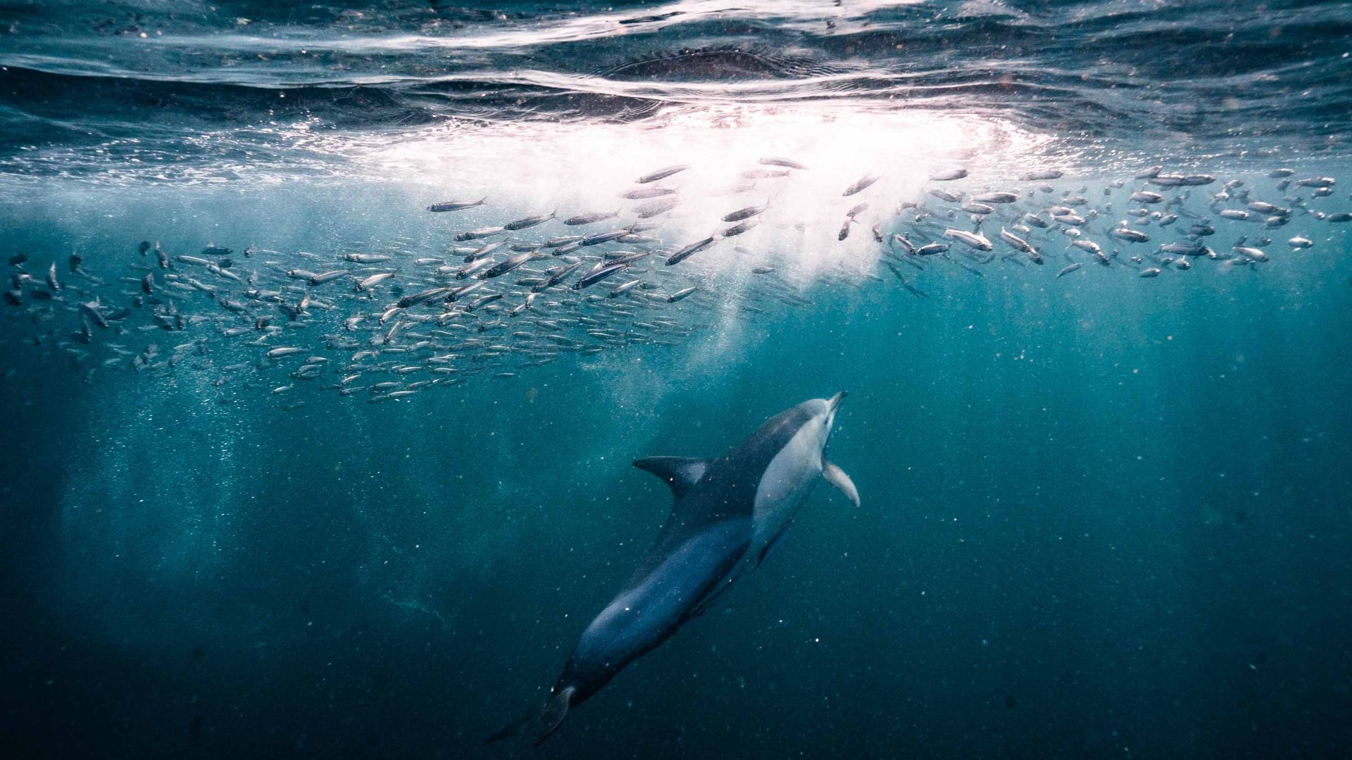 A dolphin swims towards a school of sardines.