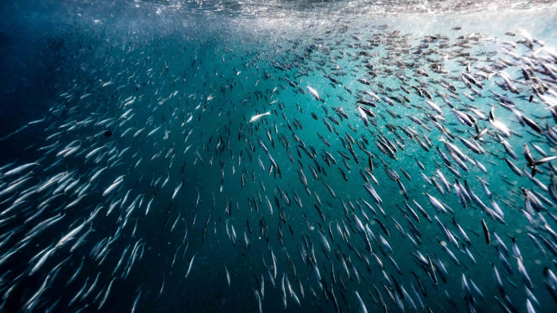 Schools of sardines swimming.