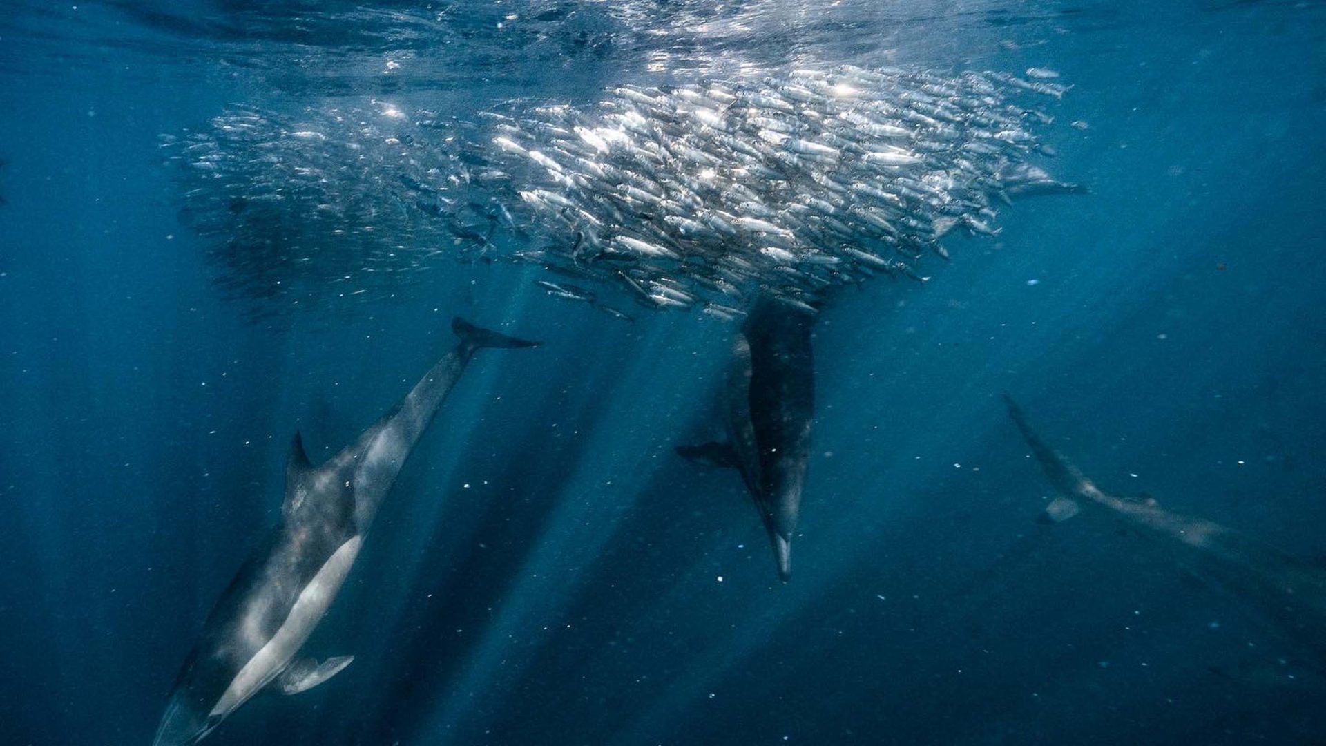 Tight groups of sardines are at the mercy of sharks and other bigger marine animals.