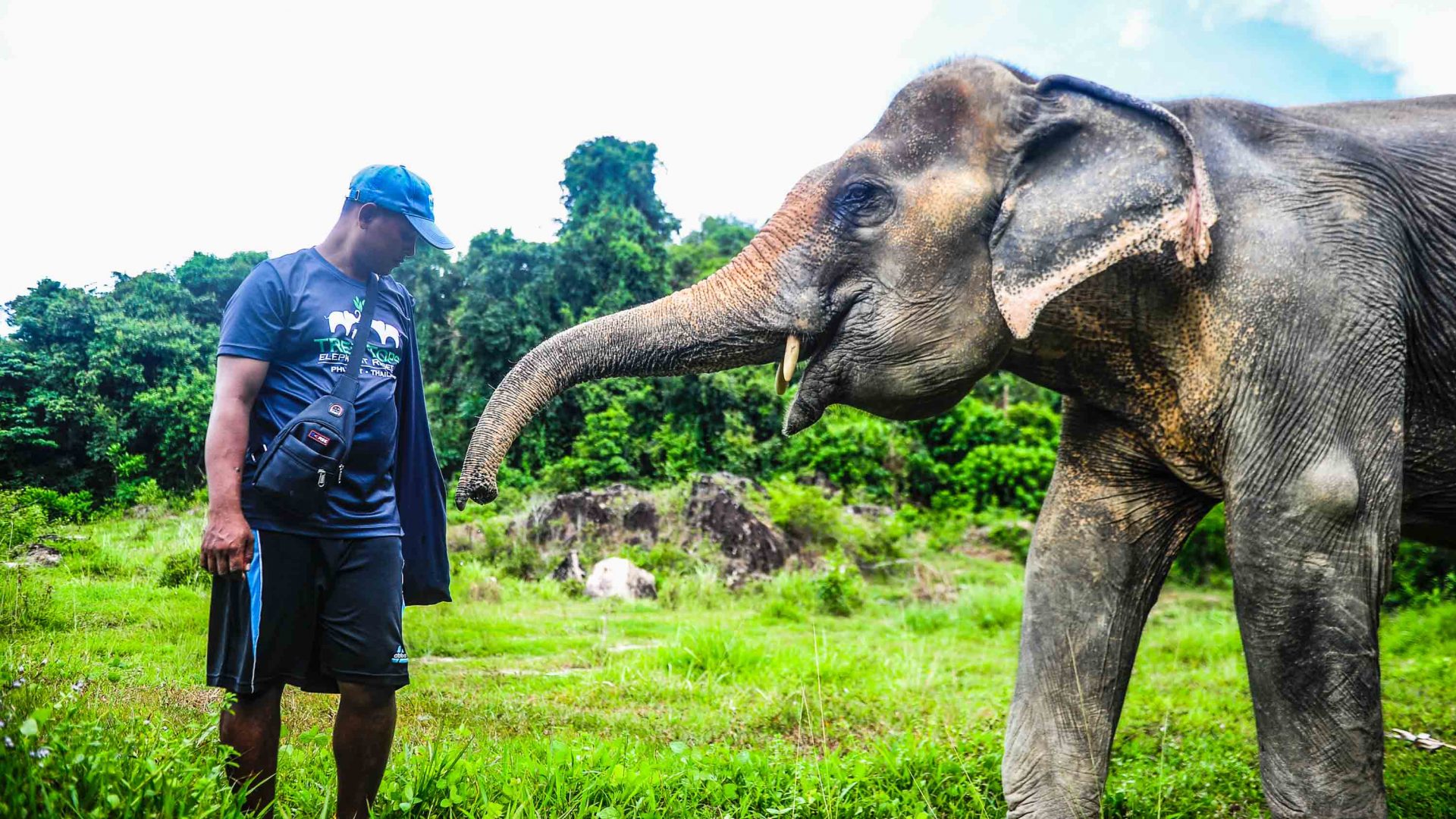 Thailand’s elephant crisis: The sanctuaries offering hope and happiness
