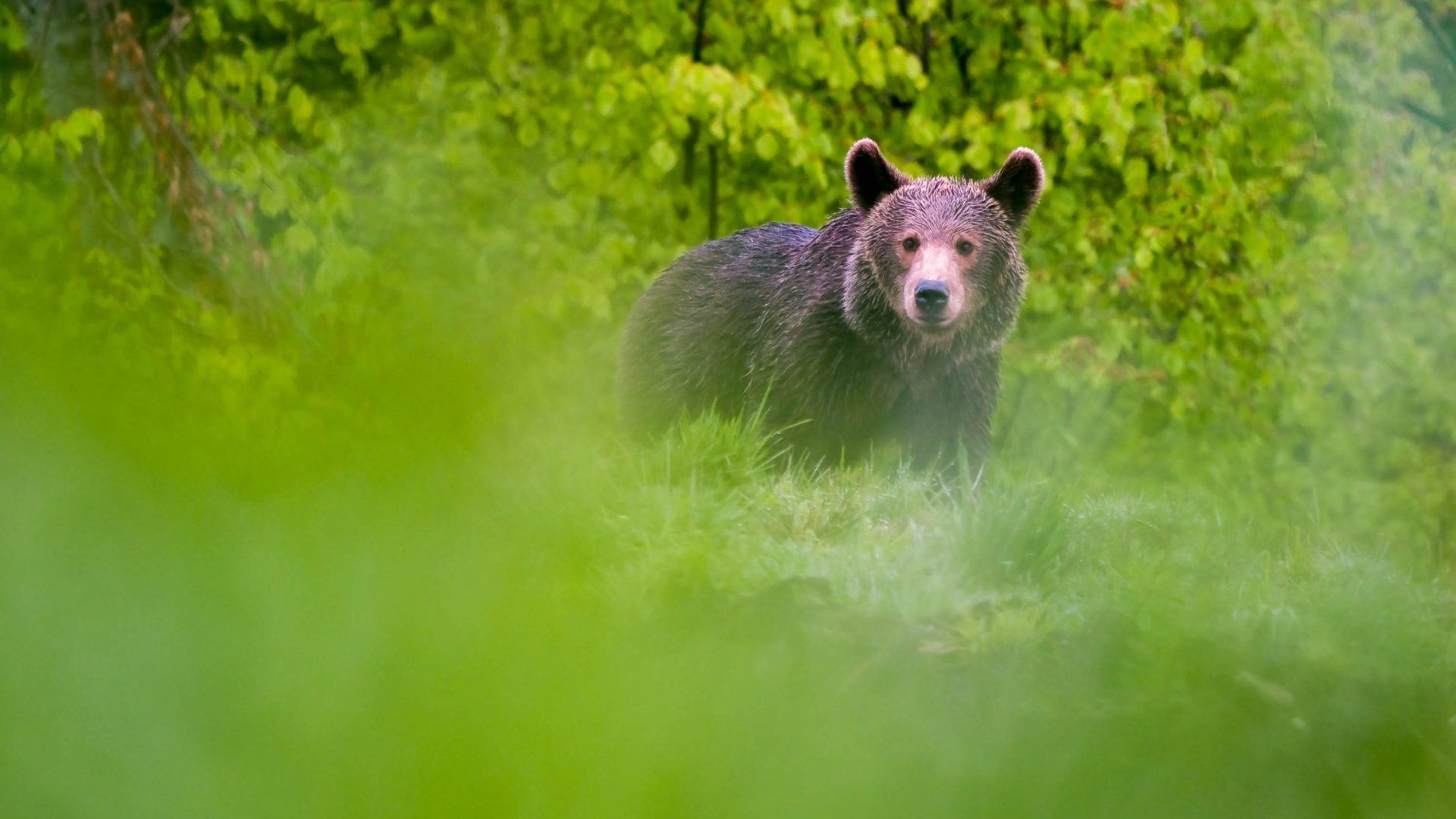 A bear seen through green grass.