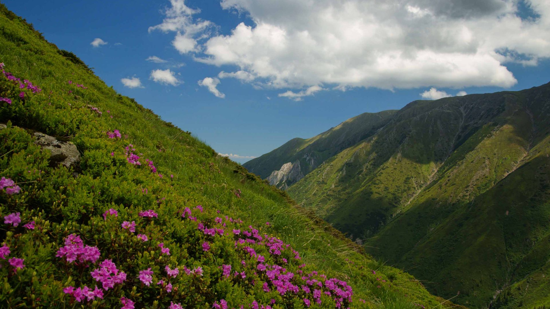 Could rewilding Transylvania help turn it into the ‘Yellowstone of Europe’?